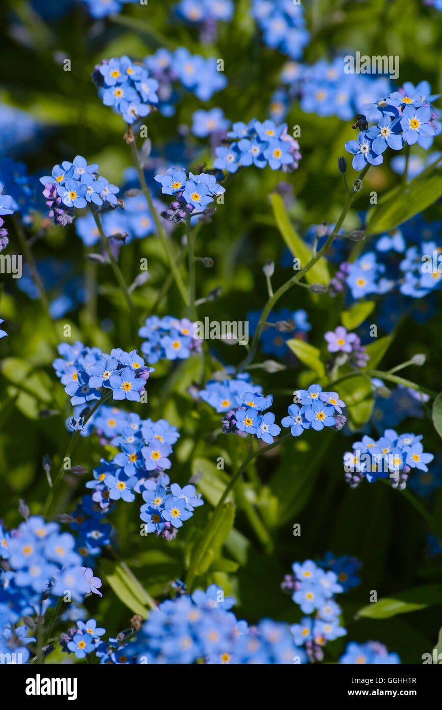 Vergissmeinnicht / Vergissmeinicht (Myosotis sylvatica) Stockfoto