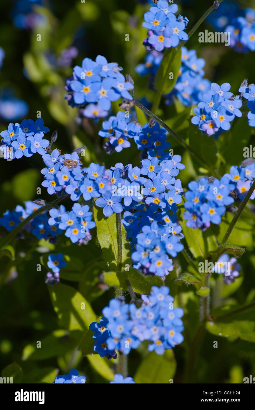 Vergissmeinnicht / Vergissmeinicht (Myosotis sylvatica) Stockfoto