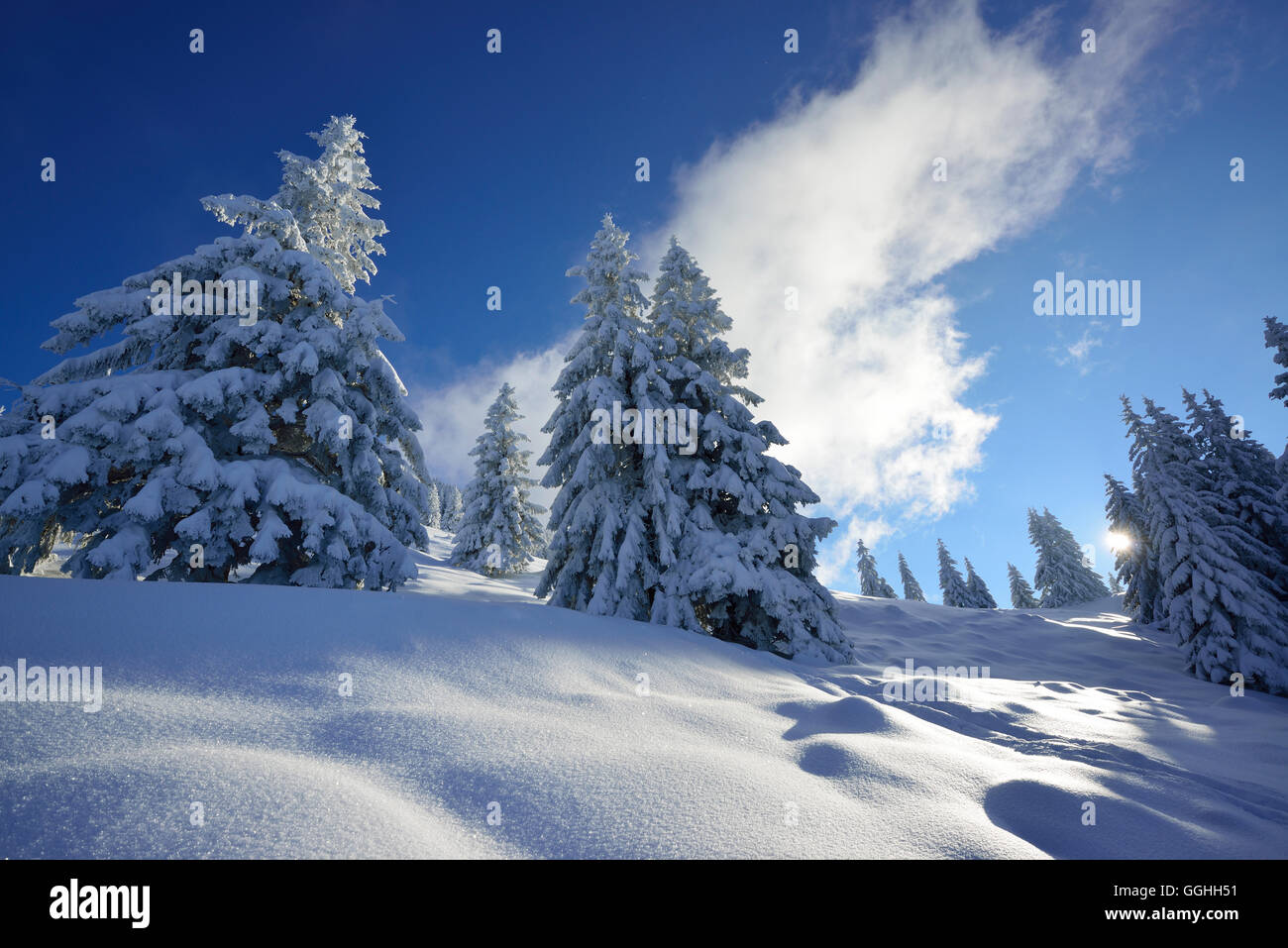 Schneebedeckte Nadelbäume, Bayerische Alpen, Oberbayern, Deutschland Stockfoto