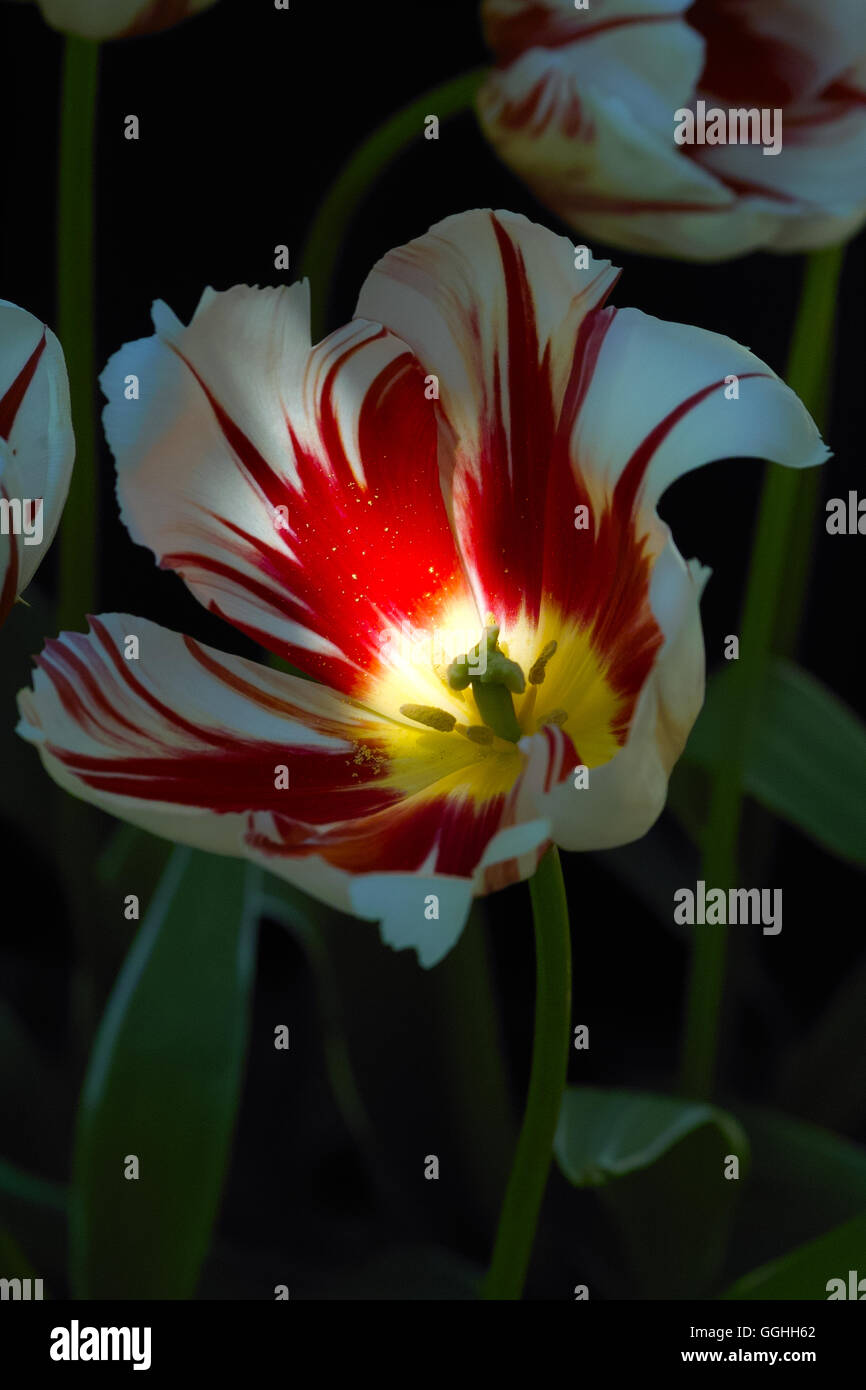 Tulpe / Tulpe 'Ice Follies' (Tulipa Hybr.) Stockfoto