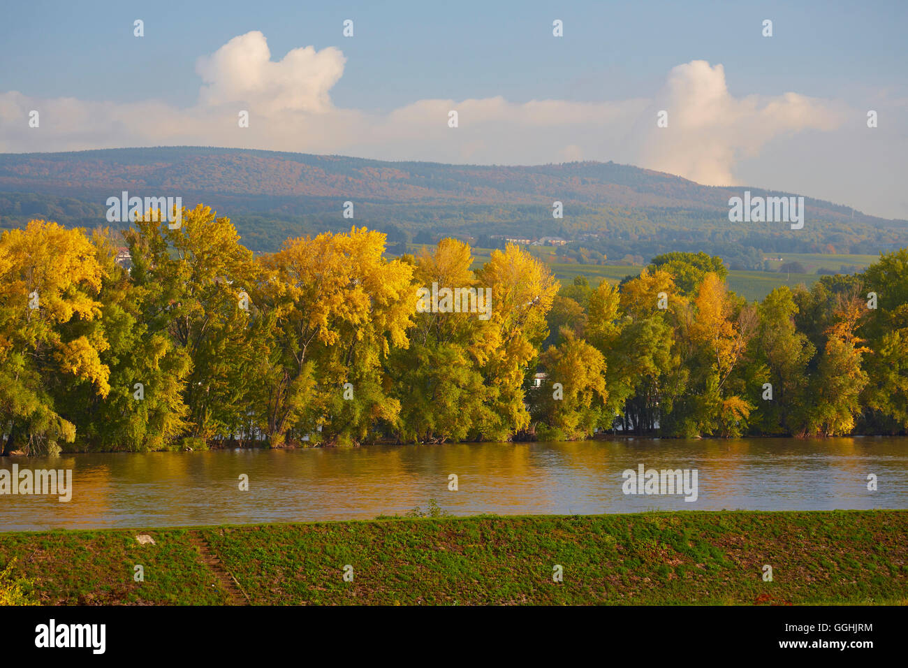 Blick über den Rhein zu Bäumen mit herbstlichen Farbtönen, Rüdesheim, Mittelrhein, Mittelrhein, Hessen, Deutschland, Europa Stockfoto