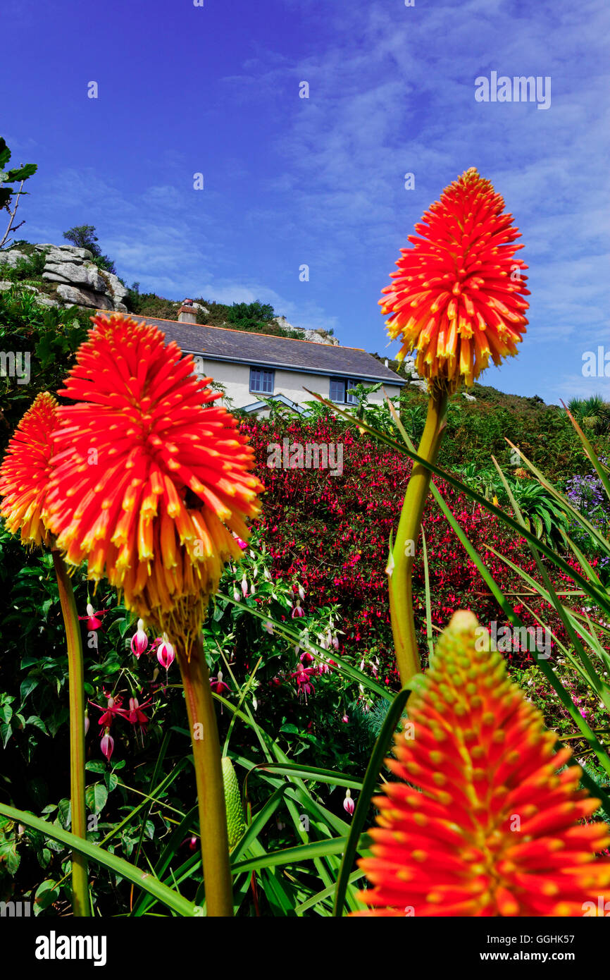 Kniphofia in einem Garten, Bryher, Isles of Scilly, Cornwall, England, Großbritannien Stockfoto