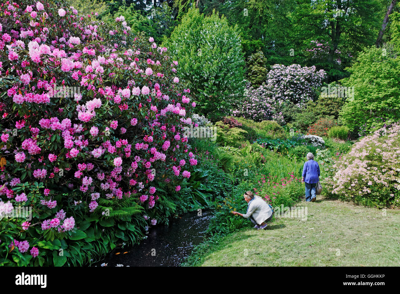 Minterne Gärten, Dorset, England, Großbritannien Stockfoto