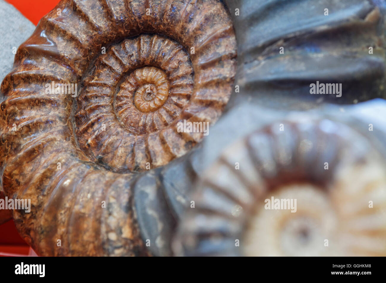 Fossilien in Lyme Regis Museum, Dorset, England, Großbritannien Stockfoto