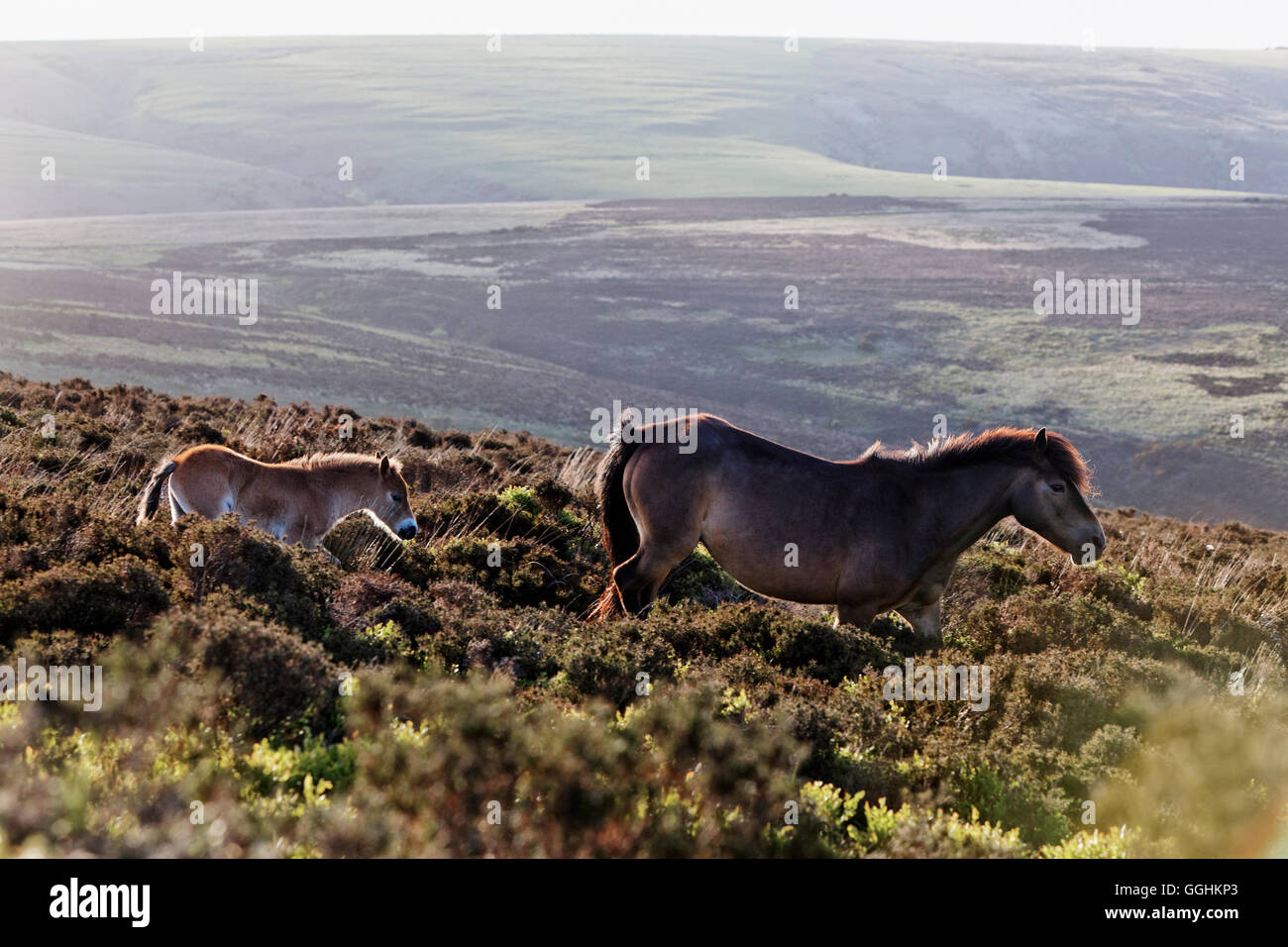 Exmoor Ponys, wilde Pferde, Exmoor, in der Nähe von Porlock, Somerset, England, Großbritannien Stockfoto