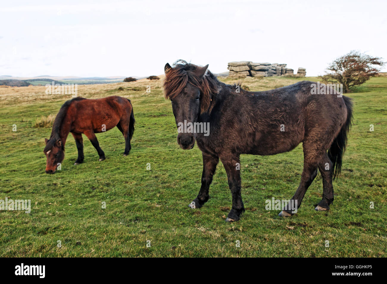 Dartmoor Pony, Dartmoor, Yelverton, Devon, England, Großbritannien Stockfoto