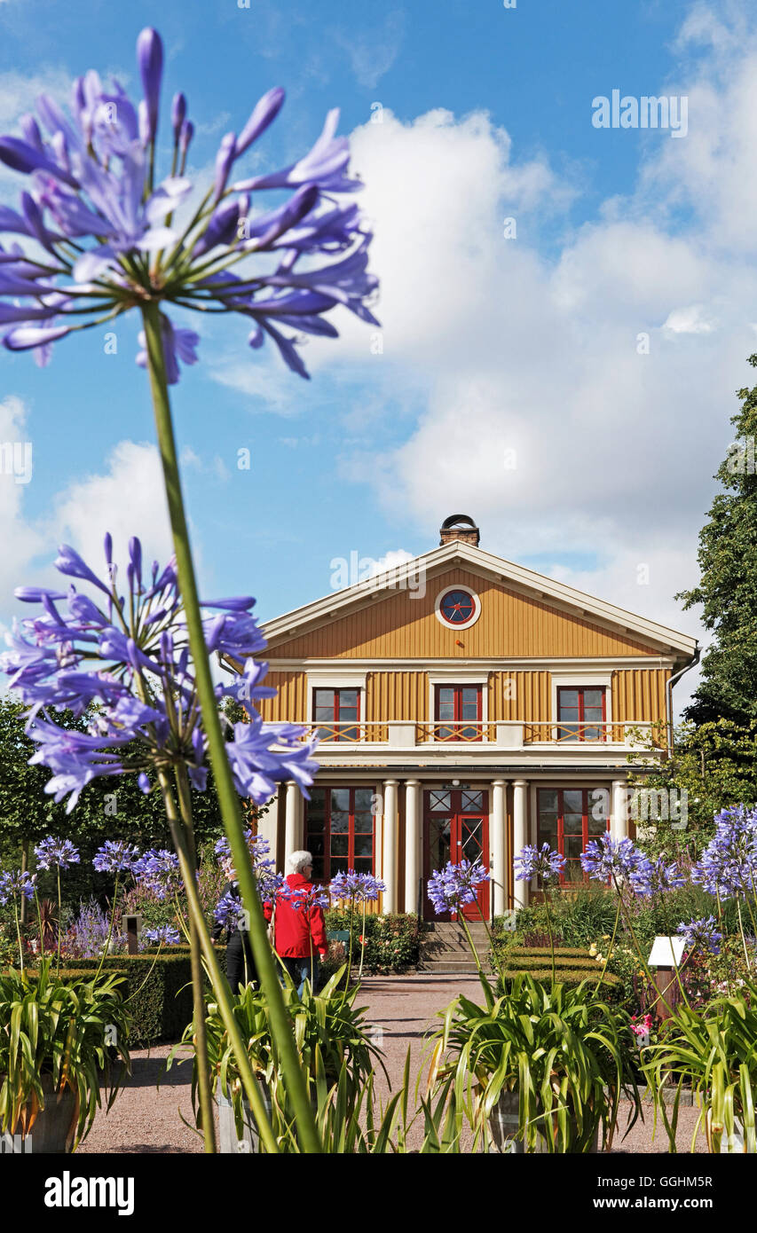 Agapanthus im Tradgardsforeningens Park, Botanischer Garten, Göteborg, Schweden Stockfoto