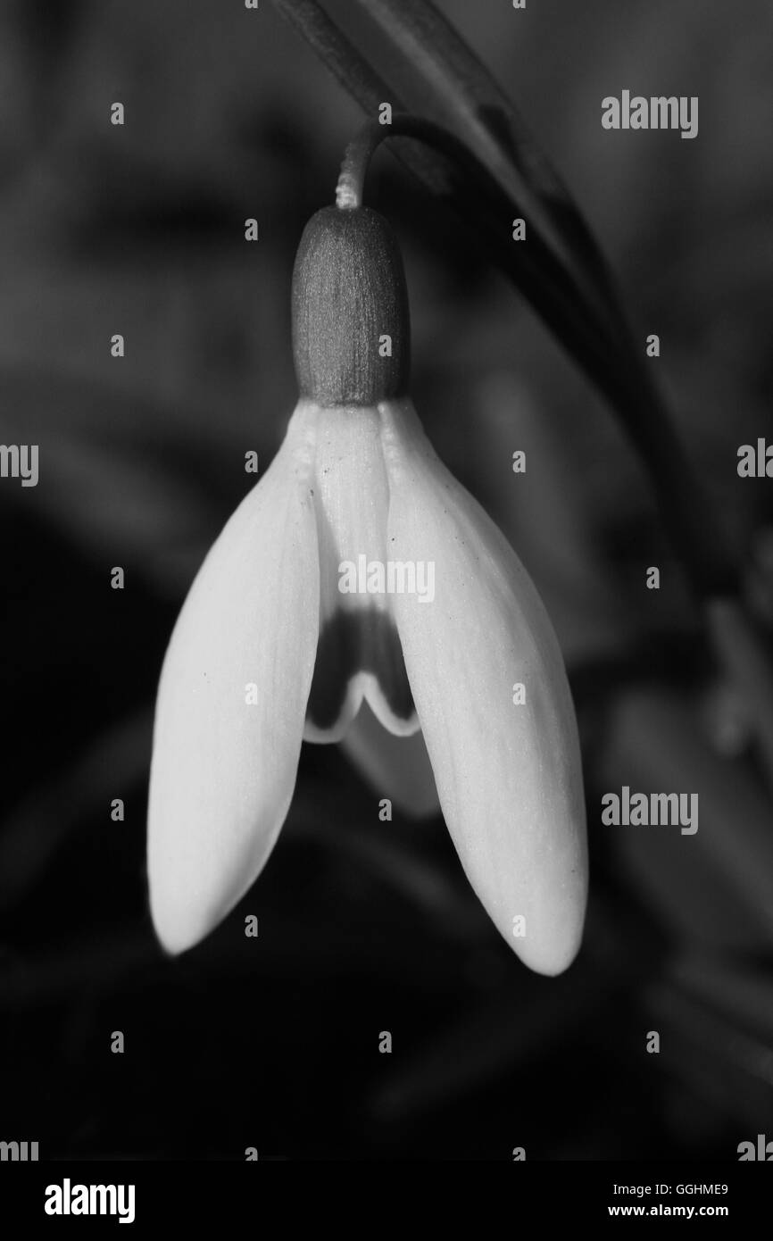 Schneeglöckchen, Blume, Natur, Deutschland Stockfoto