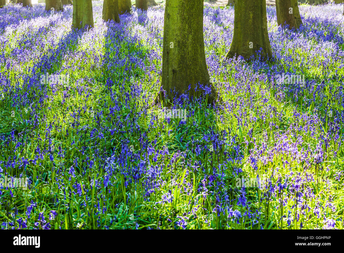 Bluebell Woods in der frühen Morgensonne. Stockfoto