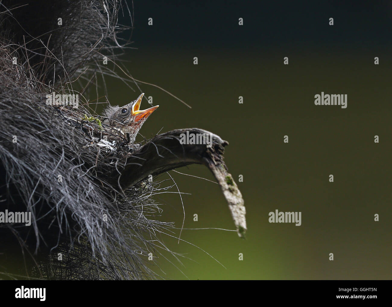 Baby entdeckt Fliegenschnäpper, Muscicapa Striata in Palm-Baum-Nest mit offenen Schnabel Stockfoto