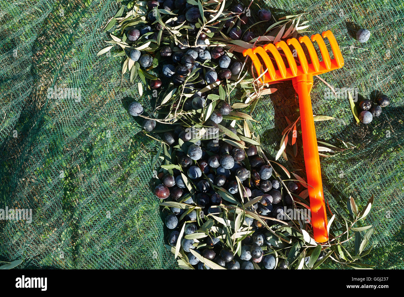 Oliven, nur vom Baum auf den grünen Netzen geerntet Stockfoto