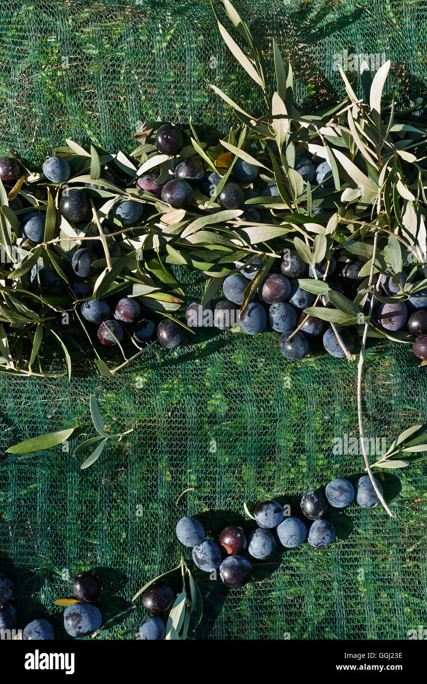 Oliven, nur vom Baum auf den grünen Netzen geerntet Stockfoto
