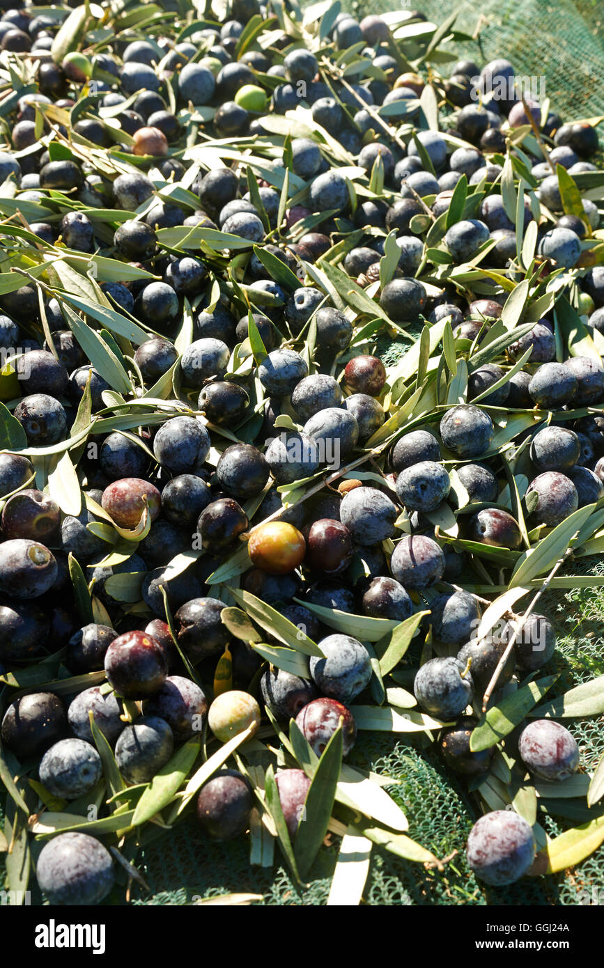 Oliven, nur vom Baum auf den grünen Netzen geerntet Stockfoto