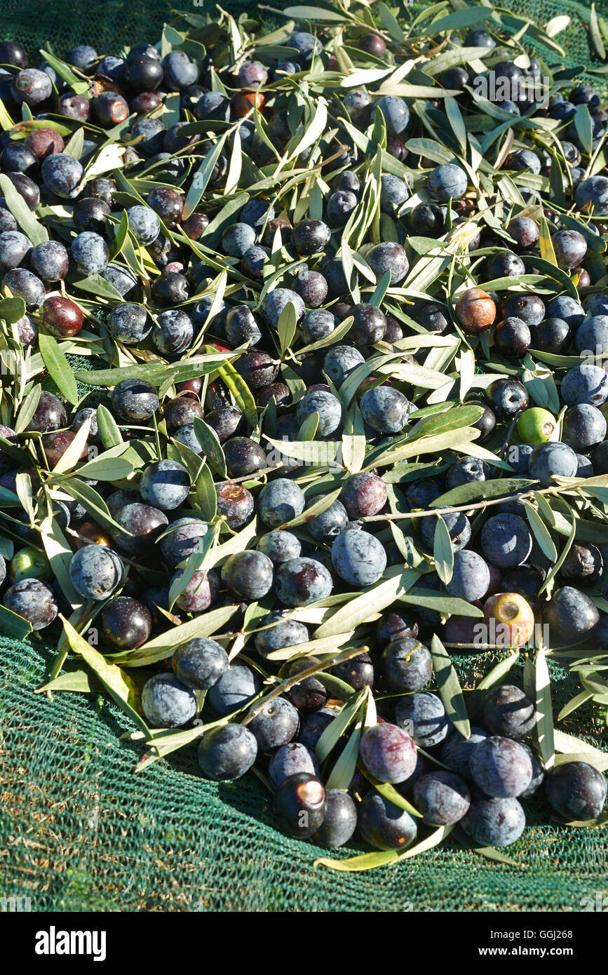 Oliven, nur vom Baum auf den grünen Netzen geerntet Stockfoto