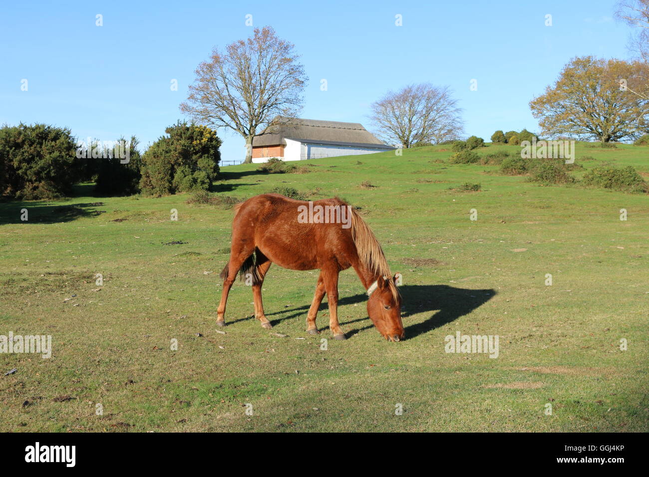 New Forest Pony in der Nähe von Lyndhurst, Hampshire Stockfoto