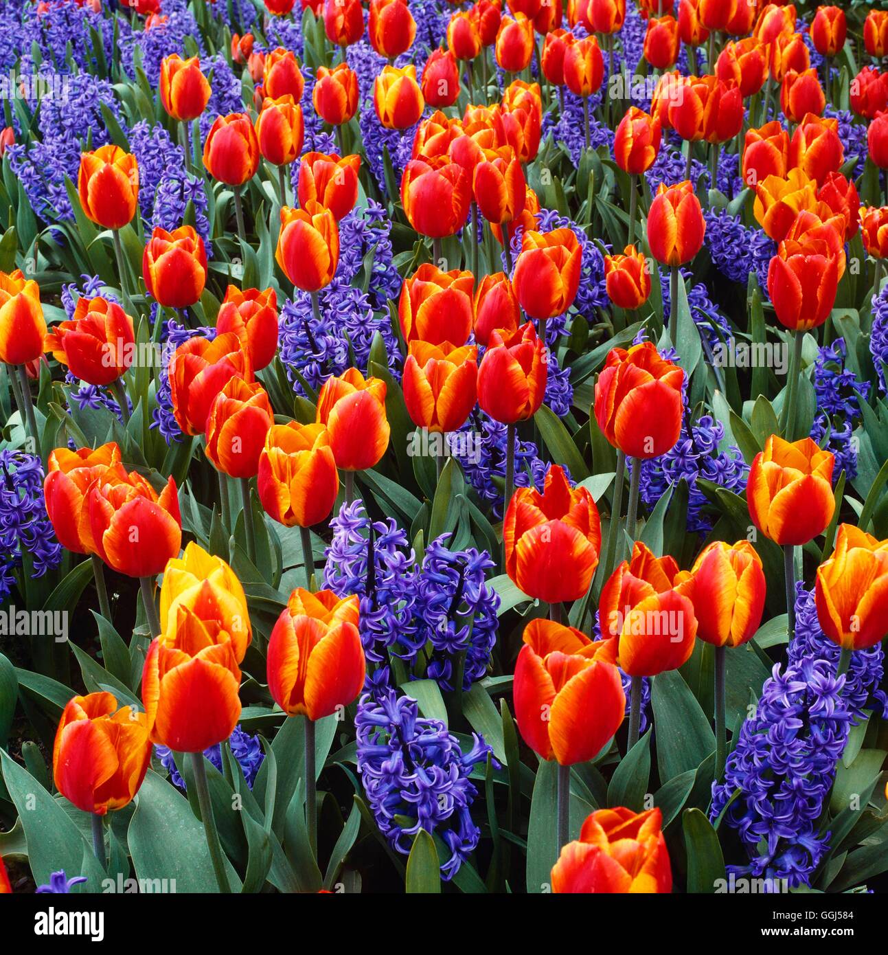 Tulipa - "Flair" mit Hyacinthus Orientalis 'Ostara' AGM BUL051921 zum Stockfoto