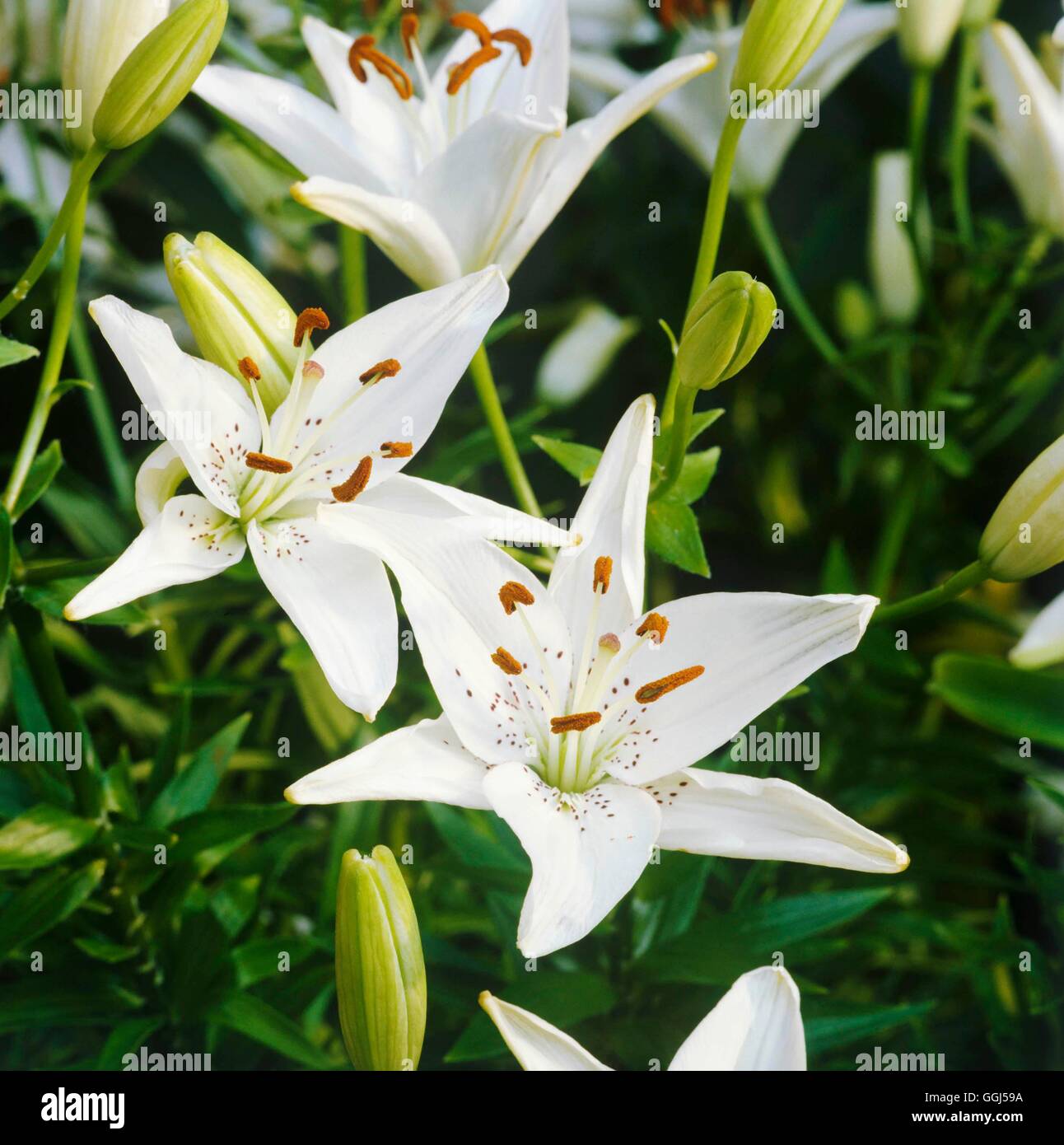 Lilium - "Täufer" BUL057628 Stockfoto