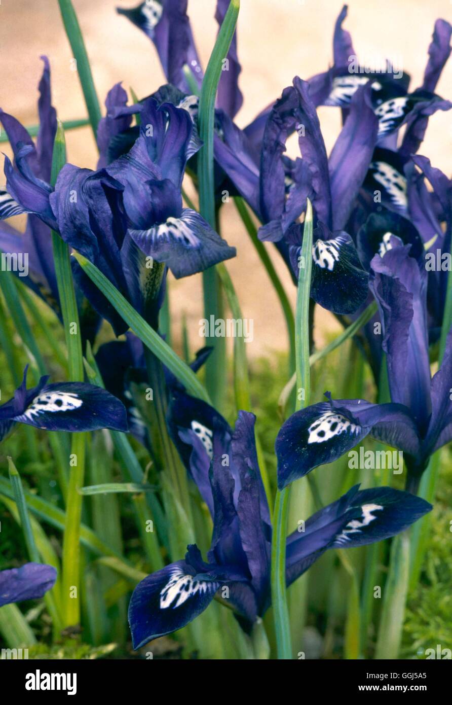 Iris - "Pauline" (Reticulata) BUL060544 Stockfoto