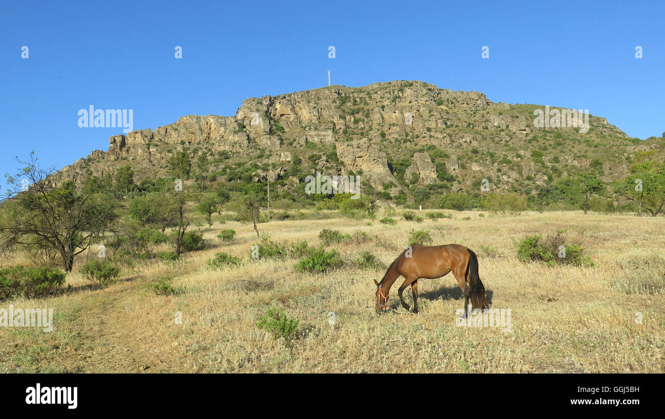 Braune Pferd im Feld Essen Flughafer in Alora Landschaft Andalusiens Stockfoto