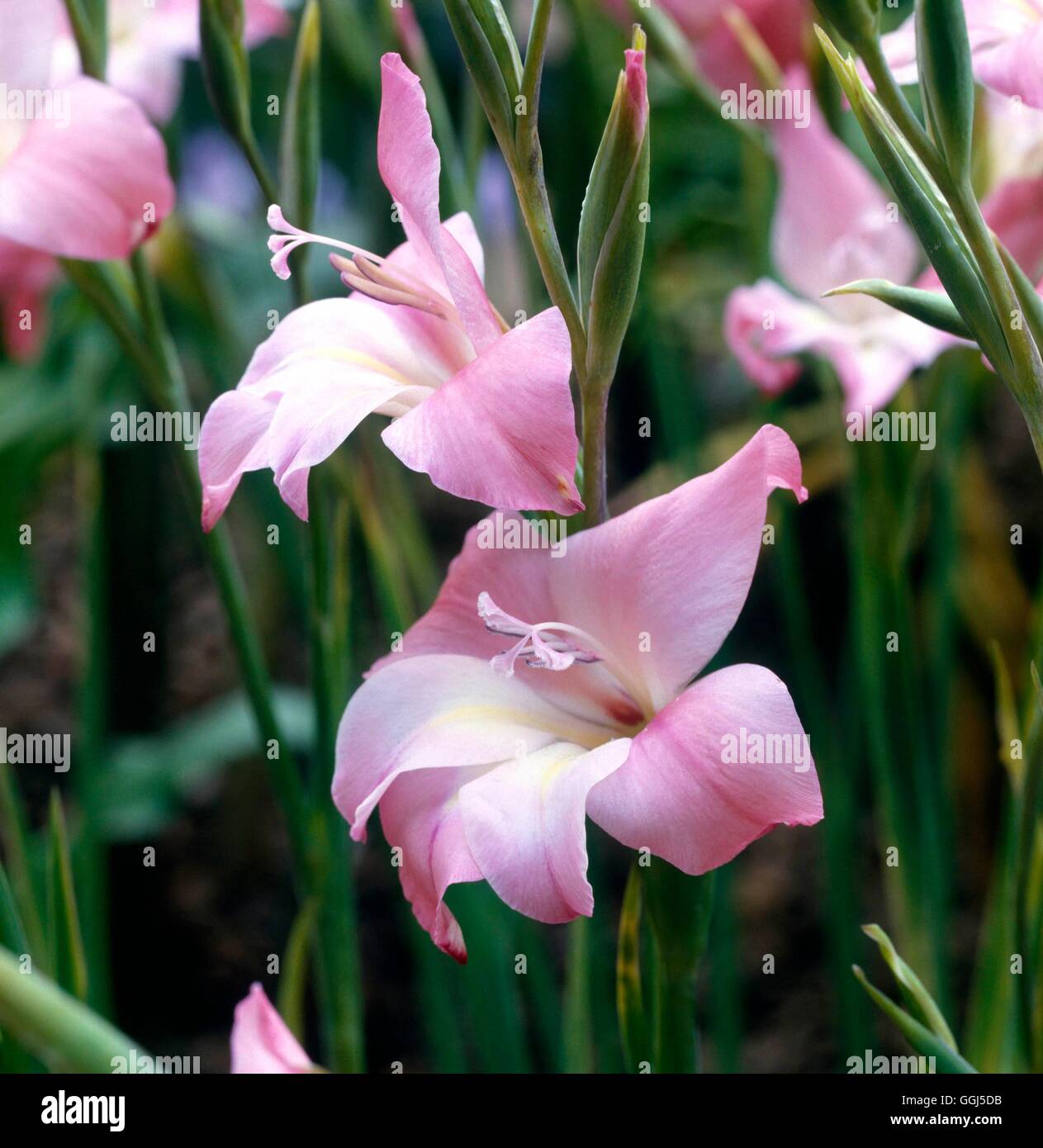 Gladiolus nanus Fotos und Bildmaterial in hoher Auflösung Alamy