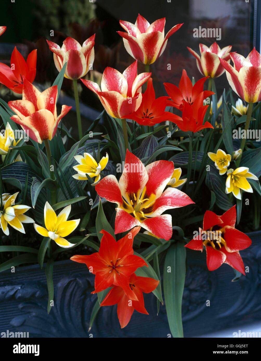 Tulipa - gemischt - Tulipa "Plaisir" (gestreift) mit Tulipa Praestans (rot) und Tulipa Tarda (gelb) BUL074597 OBL Stockfoto
