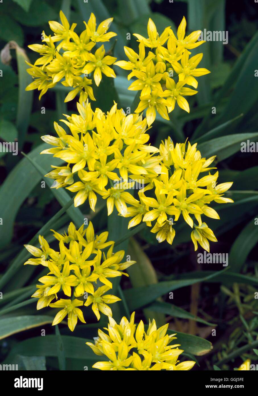 Allium Moly BUL076268 Stockfoto