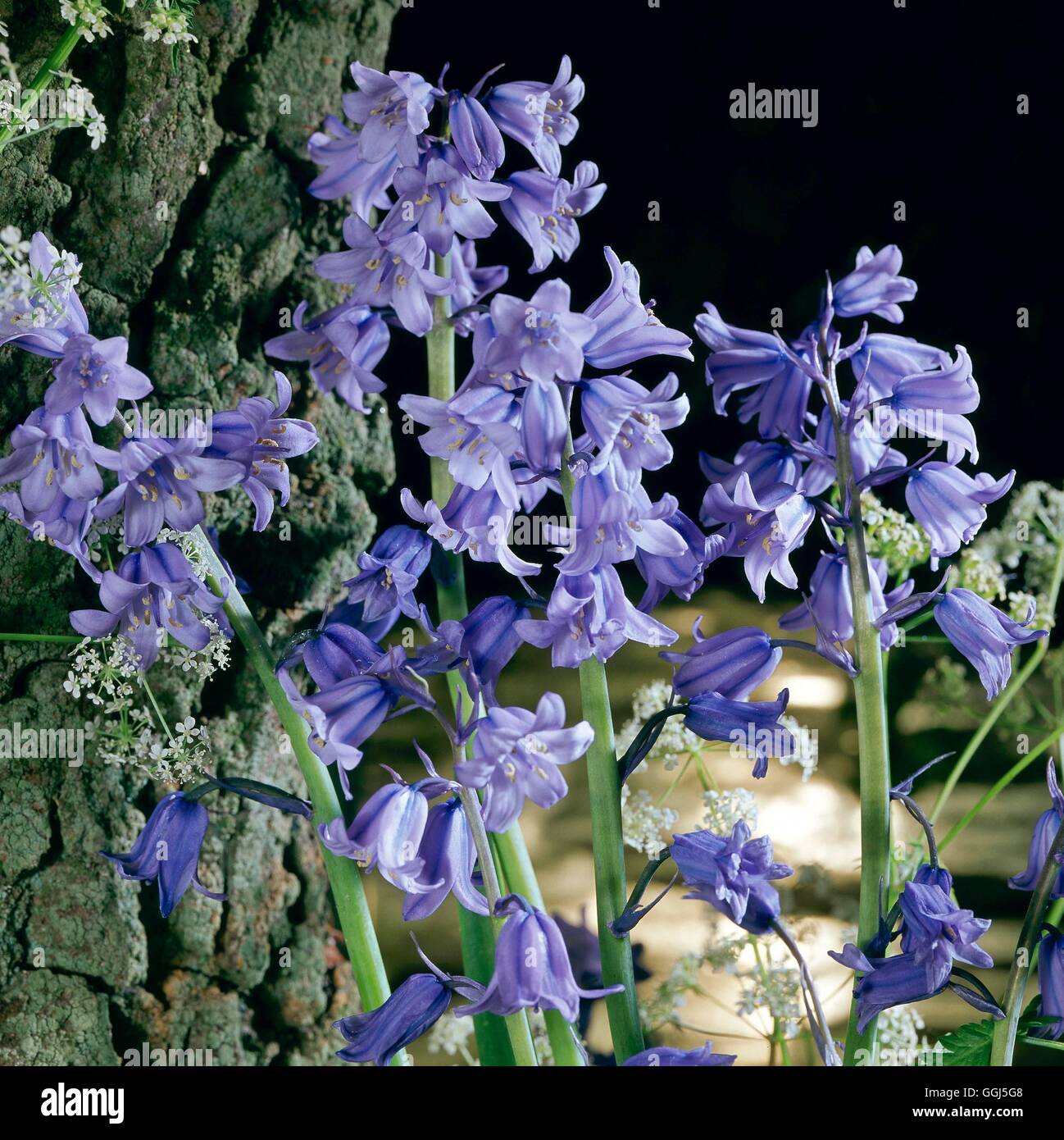 Hyacinthoides Hispanica - Spanisch Glockenblumen BUL078518 Stockfoto