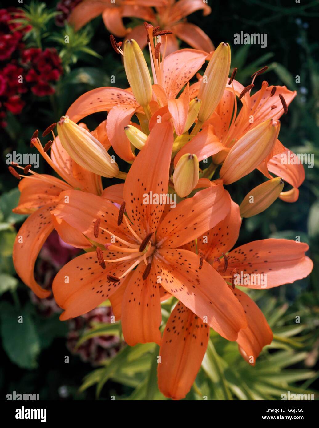 Lilium - "Verzauberung" AGM (frühe Blüte) BUL078727 Stockfoto