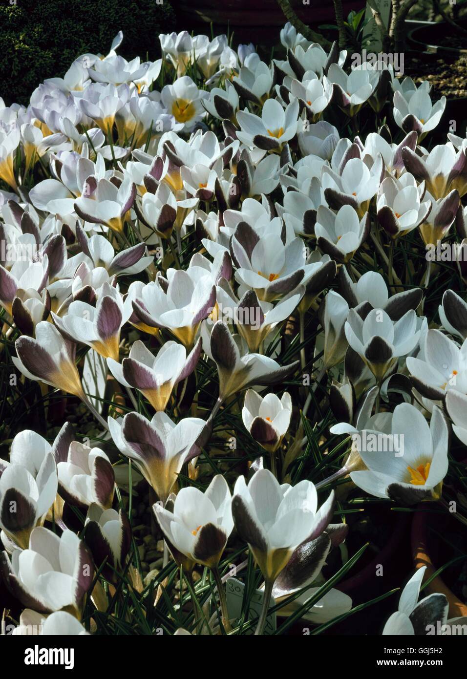 Crocus Chrysanthus - 'Blickfang' BUL080334 Stockfoto
