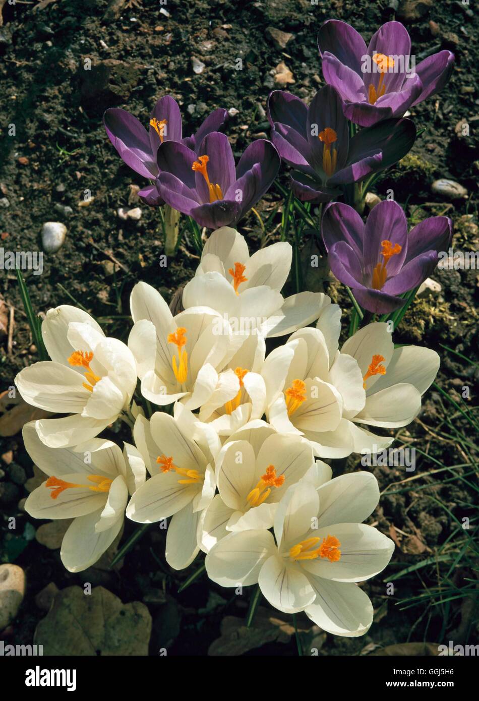 Crocus Vernus - "Jeanne d ' Arc" BUL080376 Stockfoto
