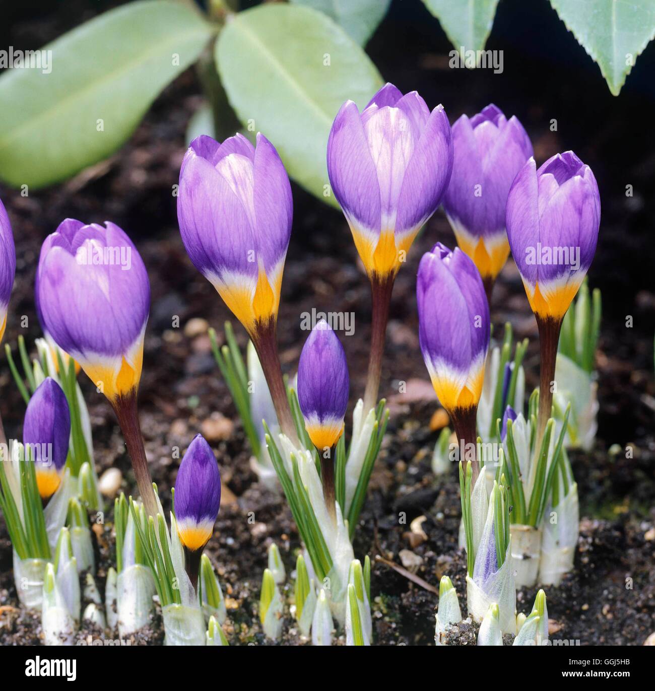 Crocus Sieberi - Subspecies Sublimis "Tricolor" AGM BUL081708 Stockfoto