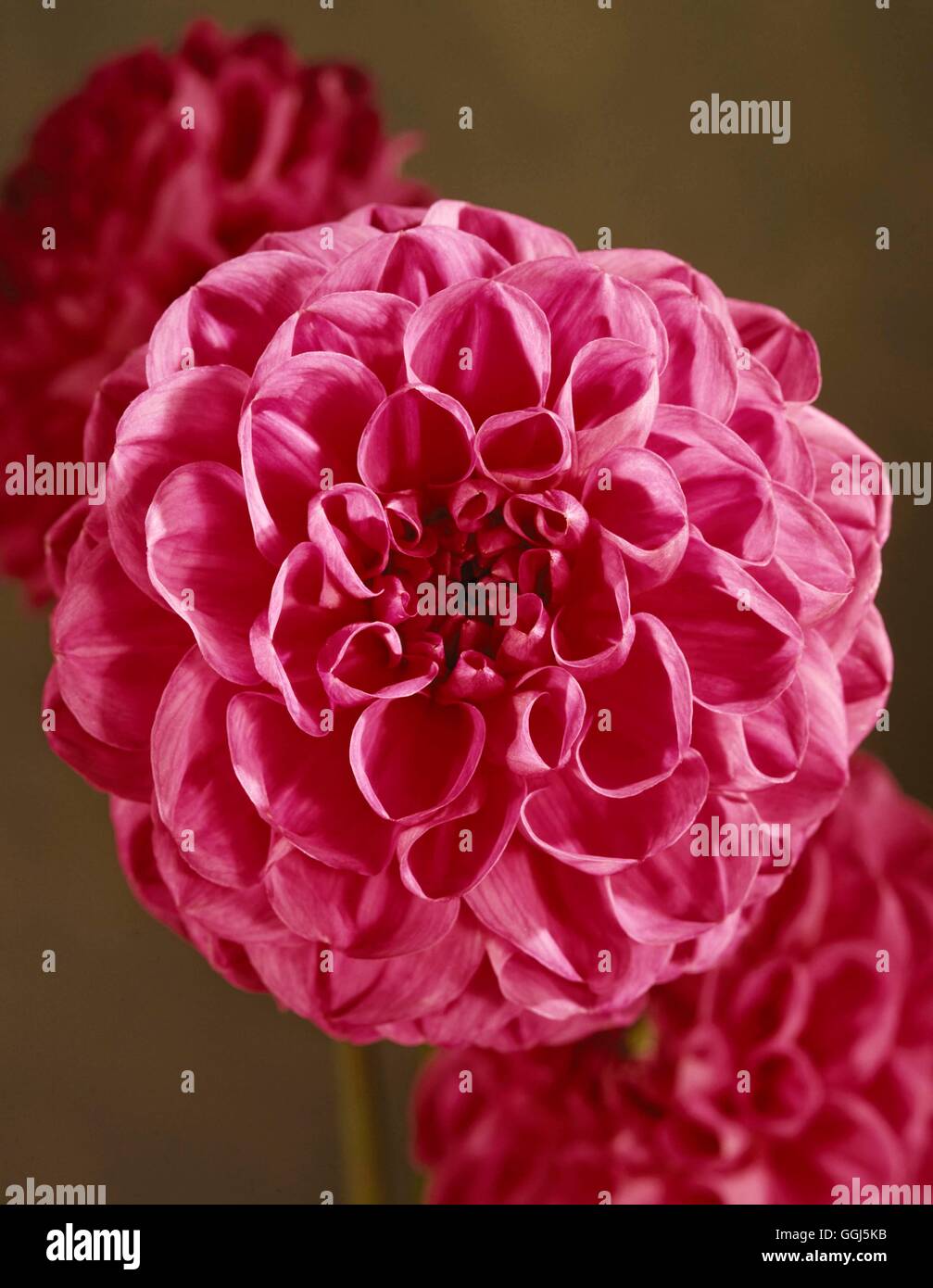 Dahlie - "Bonny Blue" - (kleine Kugel) BUL088106 Stockfoto