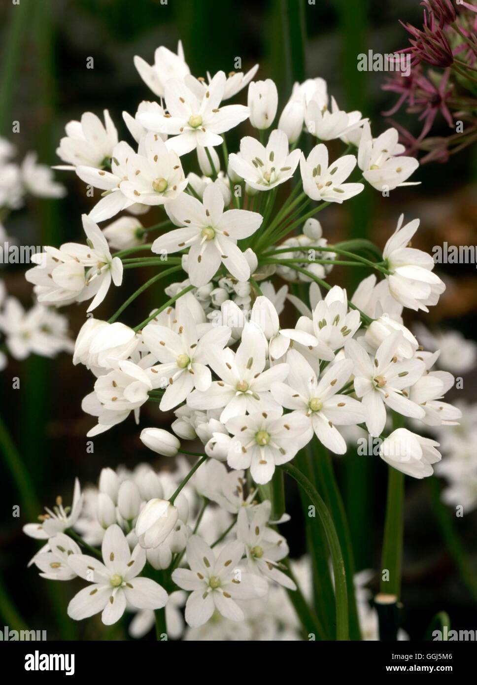 Allium Neapolitanum - Cowanii Gruppe BUL089008 Stockfoto