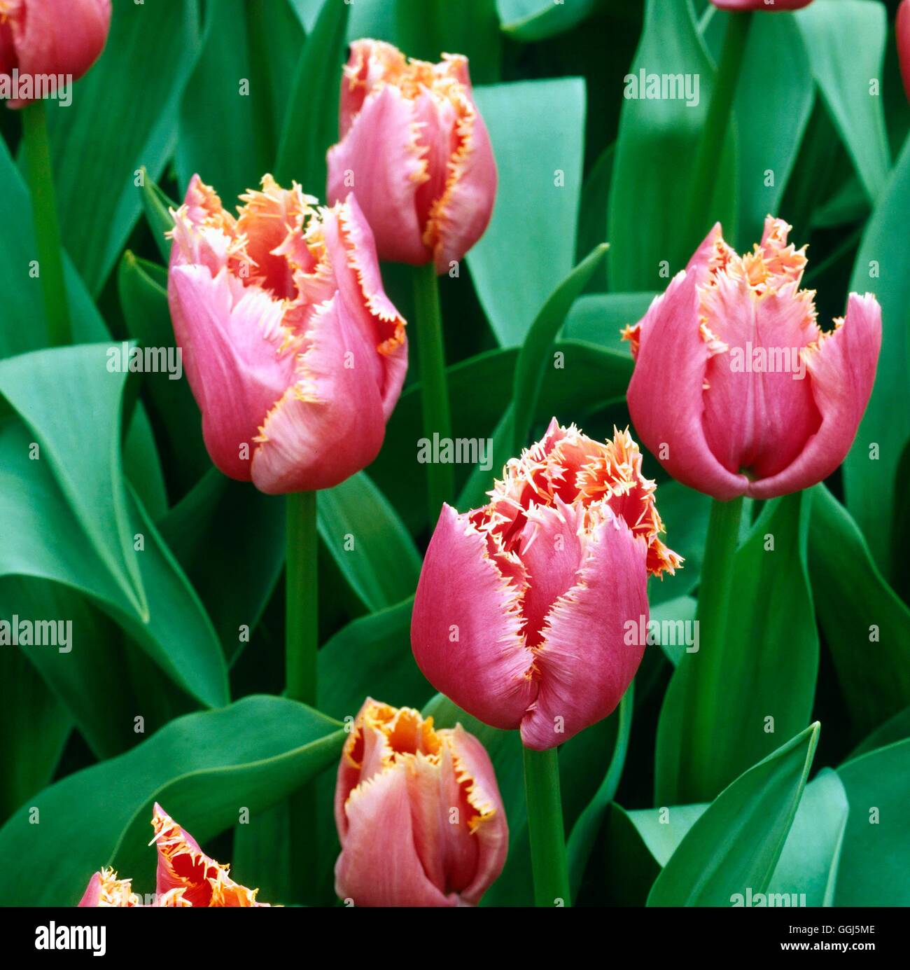 Tulipa - "Madison Garden" (mit Fransen) BUL090405 Stockfoto