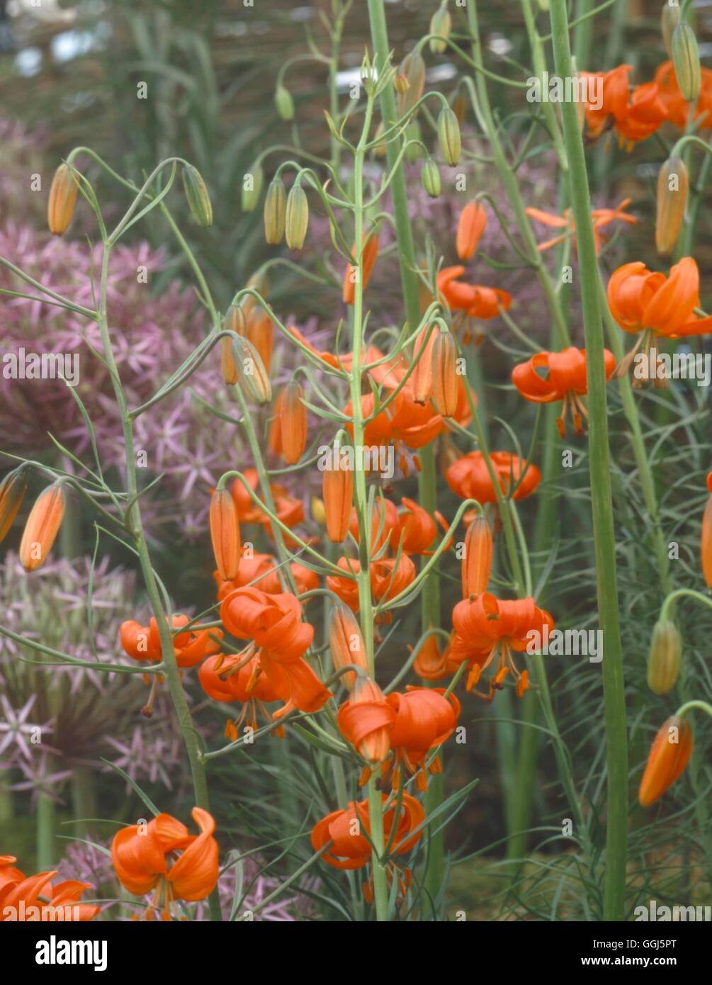 Lilium Pumilum AGM (Syn L. Tenuifolium) Coral Lily BUL099672