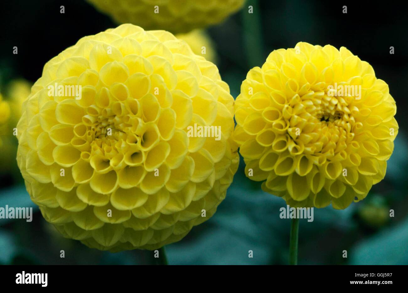 Dahlie - "Alltami Supreme" (kleine Kugel) BUL100149 Stockfoto