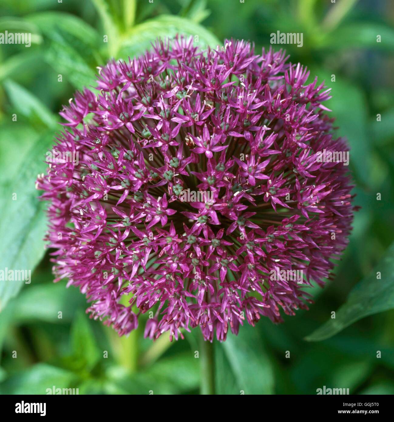 Allium Hollandicum - 'Purple Sensation' AGM BUL101244 Stockfoto