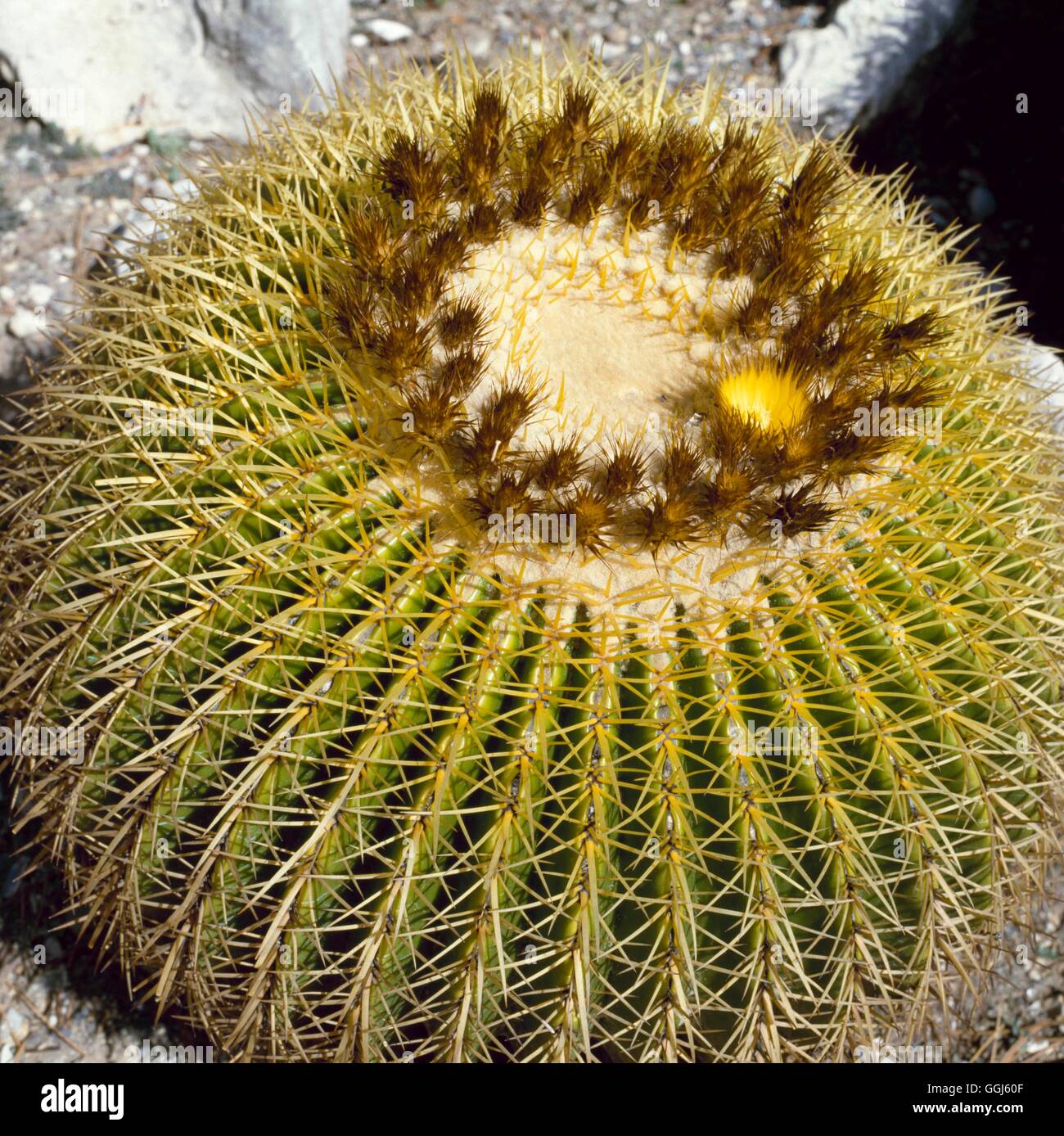 Goldener Fasskaktus Echinocactus grusonii. Ein runder Kaktus mit gelben  Blten und vielen Stacheln Stockfotografie - Alamy
