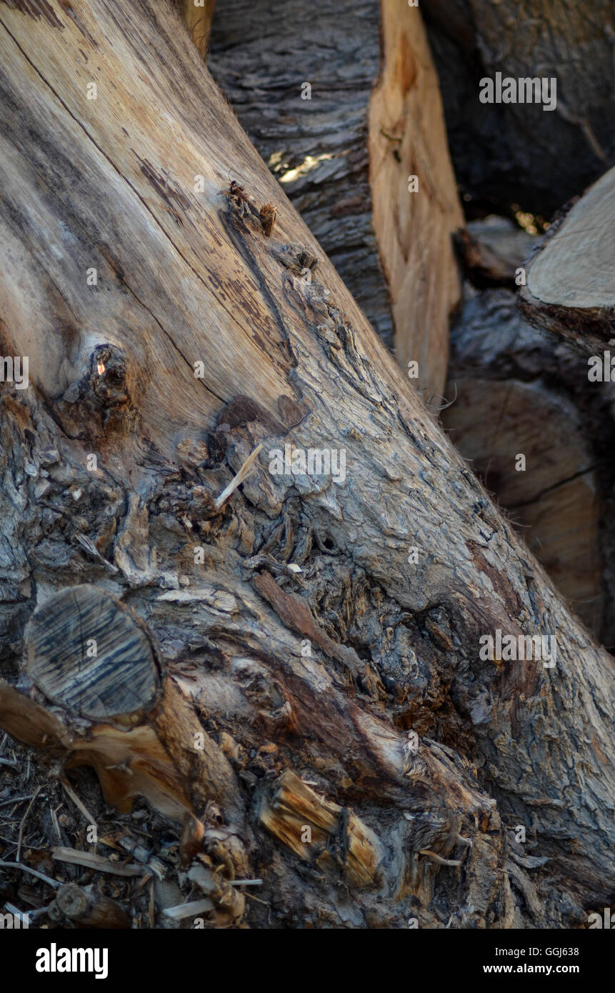 Trunks Baum Etagenbetten Natur Leben Biologie Botanik Ökosystem Pflanze braune Erde/Natur Stockfoto