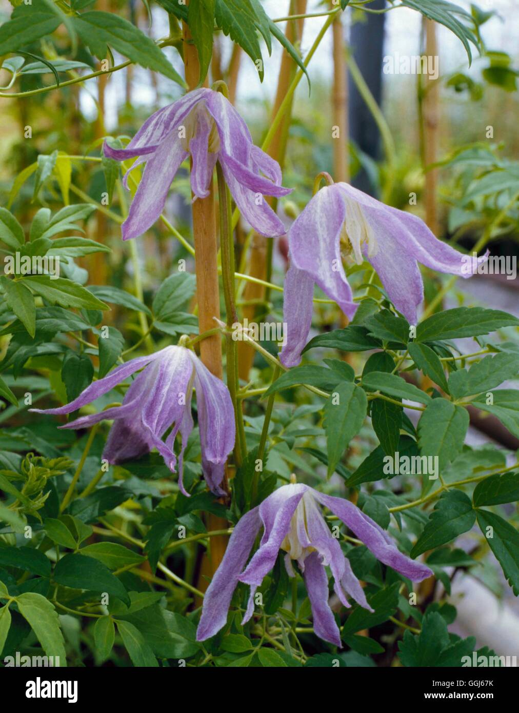 -'Blue Bird' - Clematis (Syn C. Macropetala 'Blue Bird') CLE015055 /Photo Stockfoto