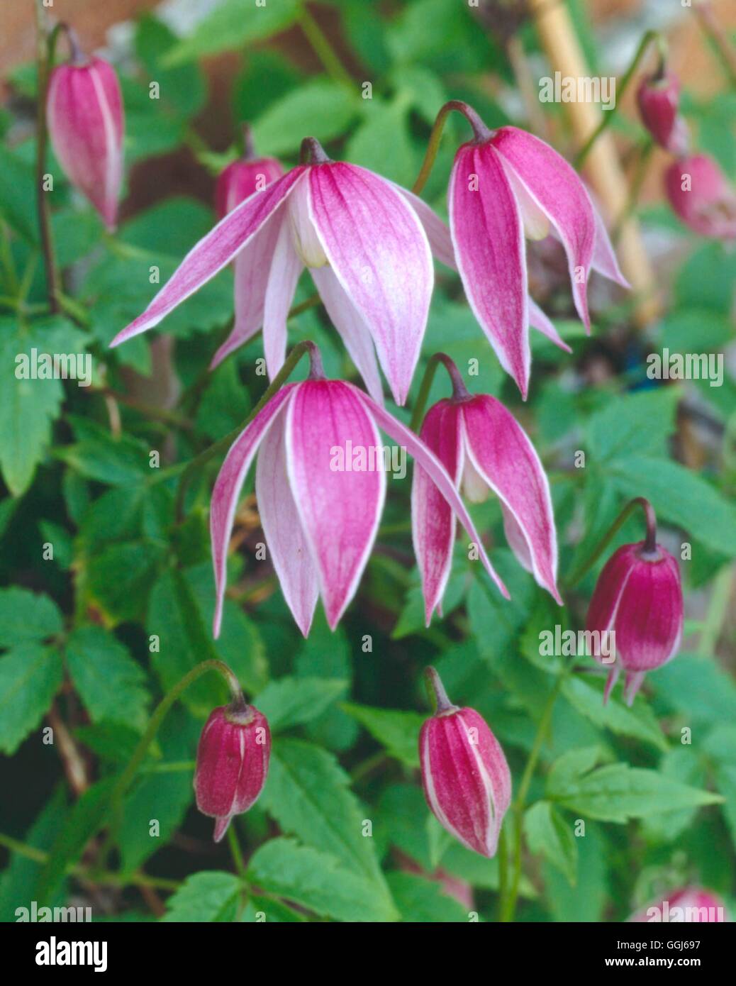 Clematis Alpina - "Willy" CLE043703 Stockfoto