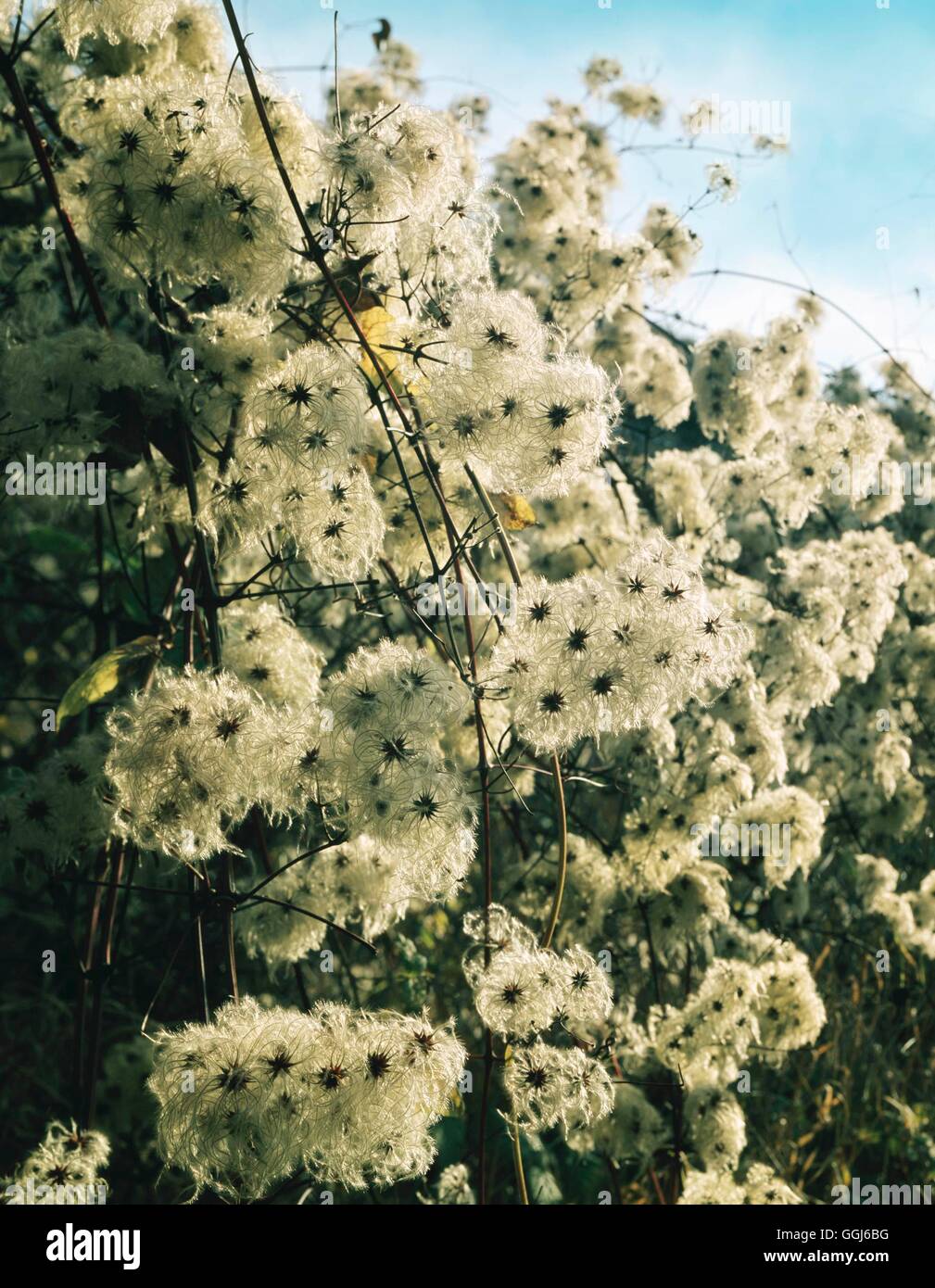 Clematis vitalba - mit Saatgut die Köpfe alten Mann Bart'' Traveller's Freude''' CLE 080837 Stockfoto