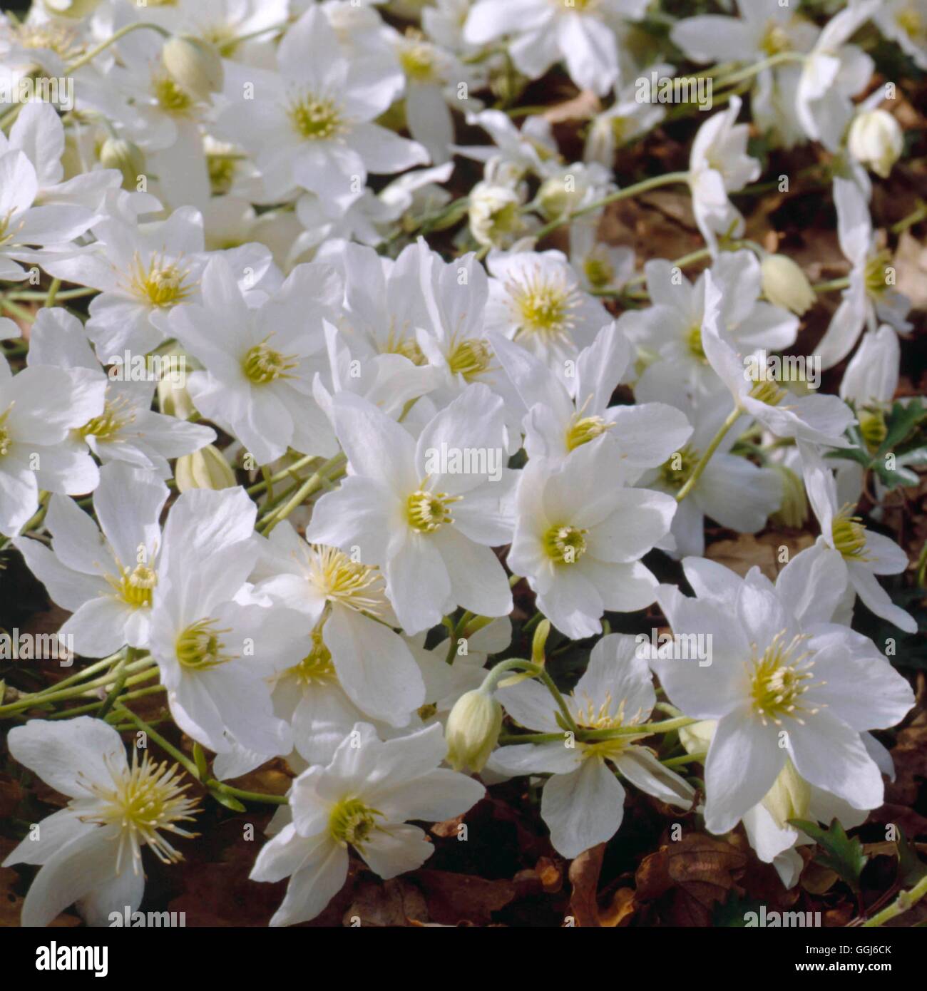 Clematis X cartmanii-'Lawine' AGM CLE084483 Stockfoto
