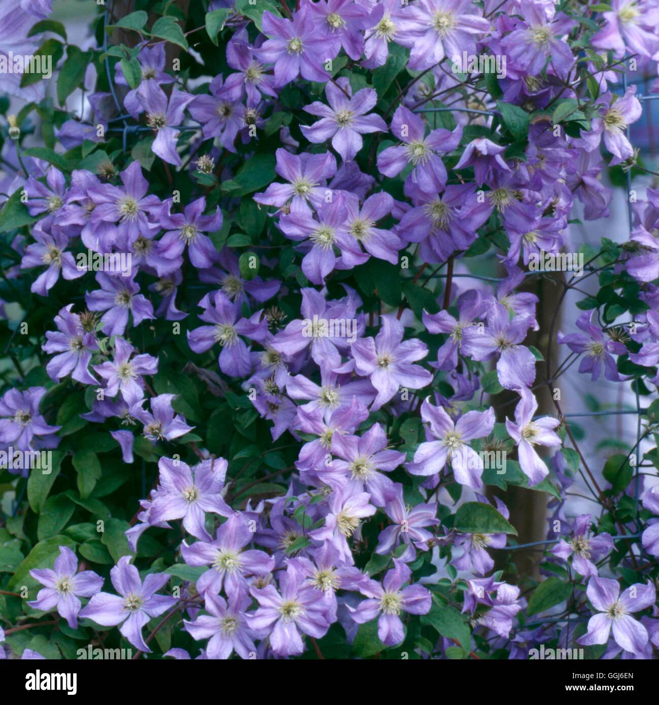 Clematis - 'Prince Charles' CLE091213 Stockfoto