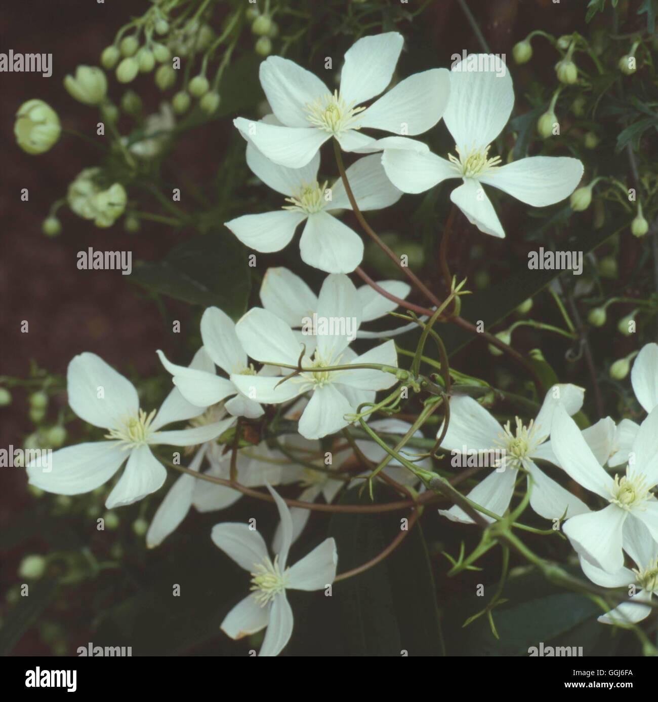 Clematis Armandii - 'Bowl of Beauty' CLE094630 Stockfoto