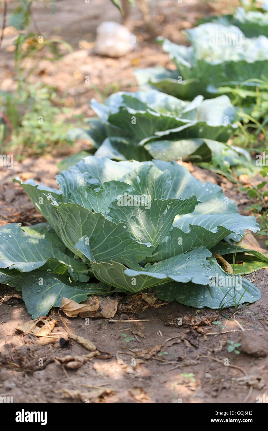 Collard oder Kohl in das Gemüse Garten, tropische Pflanze in der Küche häufig verwendet. Stockfoto