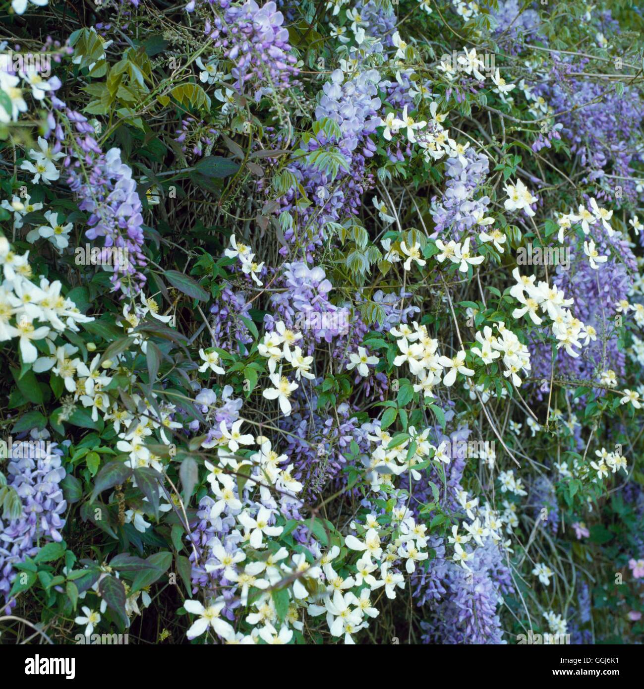 Klettergärten - Clematis verflochten Montana mit Wisteria Sinensis CLG046111 Fotos Hortic Stockfoto