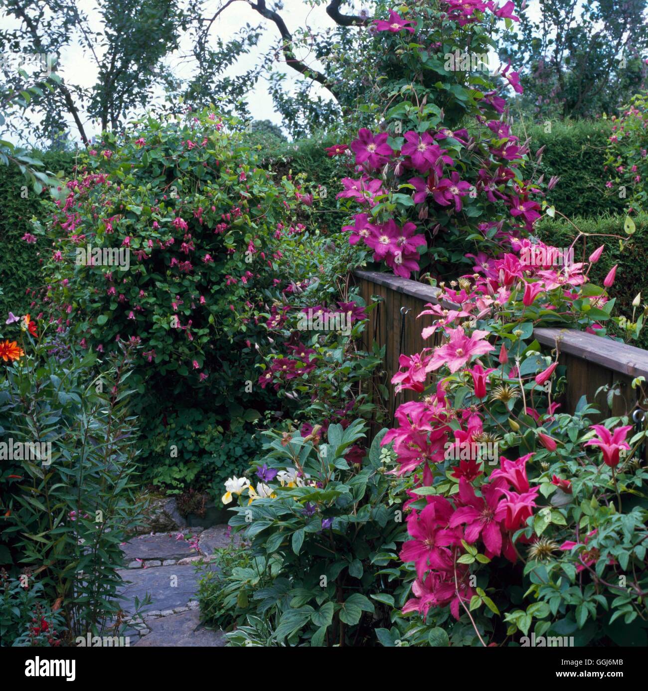 Klettergärten - angereichert mit Clematis CLG092366 Stockfoto