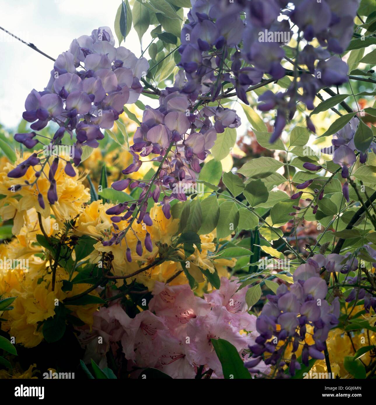 Klettern Gärten-mit Wiseria und Rhododendron CLG110872 Stockfoto