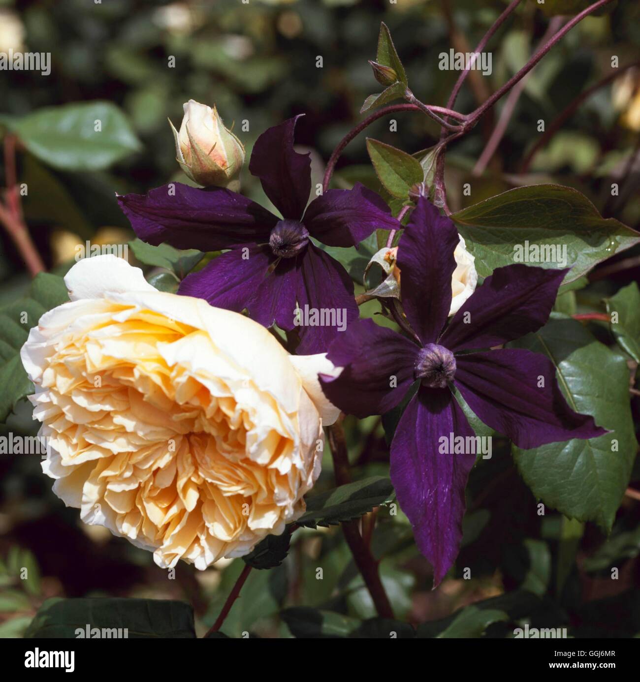 Klettern, Gärten - Clematis "Harlow Carr"- und Rosa 'Crown Princess Margareta' CLG111129 Foto Stockfoto